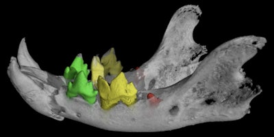 This scan of the mandible and teeth of a mummified cat reveals fractures and unerupted mandibular first molars (red), indicating it was a kitten at the time of death. Scale: skull total length = 68.9 mm.