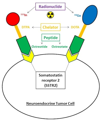 Schematic representation of the mechanism of action of SSTR2 imaging. Both radionuclides -- indium-111 (In-111) and Ga-68 -- have been used for targeting imaging and therapeutics in conjunction with SSTR2 ligands. DOTA = dodecane tetra-acetic acid. DTPA = diethylenetriaminepentaacetic acid.