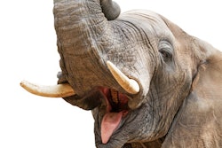 2020 11 17 17 59 2448 Elephant 400