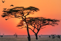 2021 01 26 19 39 9542 Tanzania Sunrise 400
