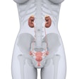 2022 01 20 18 18 0664 Female Urinary System 400