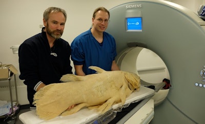 Peter Rask Møller and Henrik Lauridsen with the Copenhagen coelacanth at the CT scanner, preparing the specimen for high-resolution imaging spanning an entire night. Image courtesy of Henrik Lauridsen.
