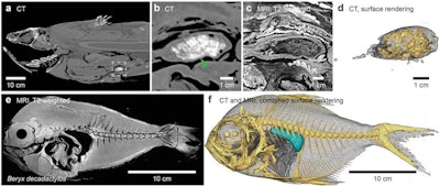 Prey items in the gastrointestinal tract and prey with a swim bladder. (a-d) Mineralized remains of prey items in the distal portion of the digestive tract of the coelacanth imaged by CT and MRI. Dashed gray square in (a) is magnified in (b) and shown in a similar view plane using T2-weighted MRI (c). A 3D surface rendering of the fecal matter is shown in (d). Sagittal T2-weighted MRI slice (e) and three components (skin, bones, swim bladder) model (f) made from CT and MRI of Beryx decadactylus, a known prey item of the coelacanth. This species contains an air-filled swim bladder (light blue segment in f) that under the assumption of neutral buoyancy displaces a volume of seawater with the same mass as the net weight of the fish (excluding the swim bladder) in seawater. Image courtesy of Dr. Henrik Lauridsen and BMC Biology.