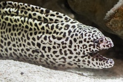 2022 11 04 15 04 6194 Eel 400