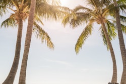 2022 12 01 00 14 4246 Tropical Beach Palm Trees Sunny Sky 400