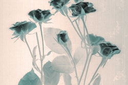 2023 02 27 03 27 1085 X Ray Roses 400