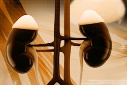 Kidneys Closeup