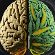 Cannabis Brain