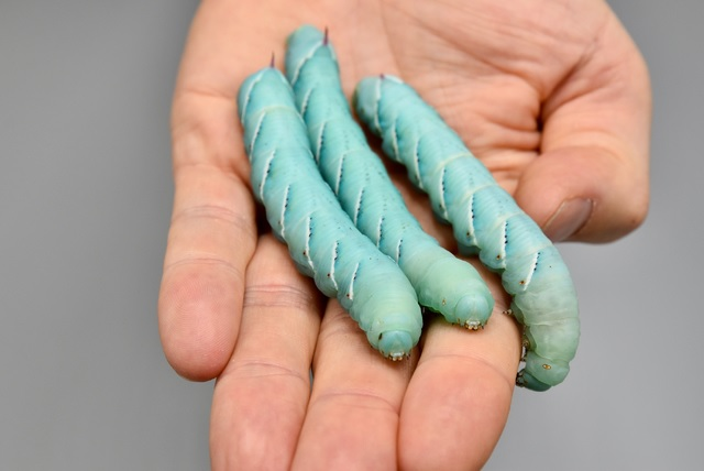 The common name, tobacco hornworm, refers to the larval stages of Manduca sexta, a moth of the family Sphingidae present through much of the Americas. Image courtesy of Kim Weigand / IME Fraunhofer and the DRG.