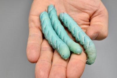 The common name, tobacco hornworm, refers to the larval stages of Manduca sexta, a moth of the family Sphingidae present through much of the Americas. Image courtesy of Kim Weigand / IME Fraunhofer and the DRG.