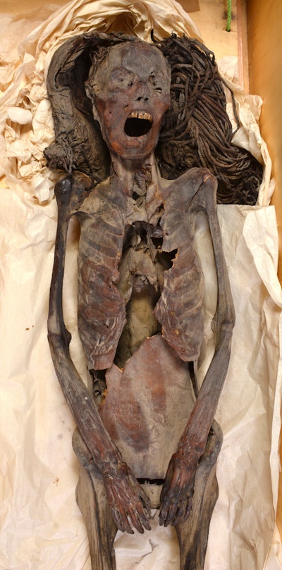 Full view of the 'Screaming Woman' mummy. All images courtesy of Prof. Sahar Saleem.
