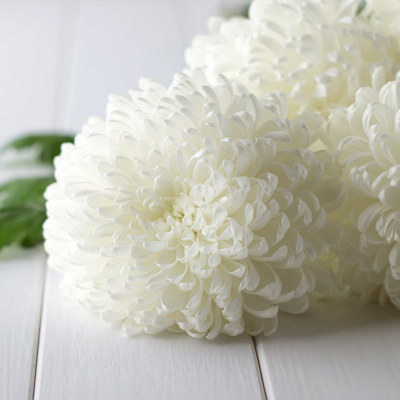 Flower Chrysanthemum 400