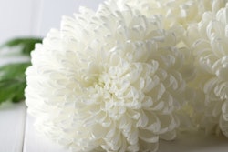 Flower Chrysanthemum 400