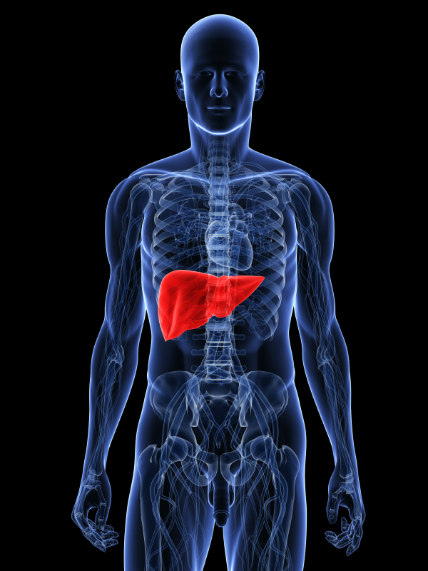 Liver