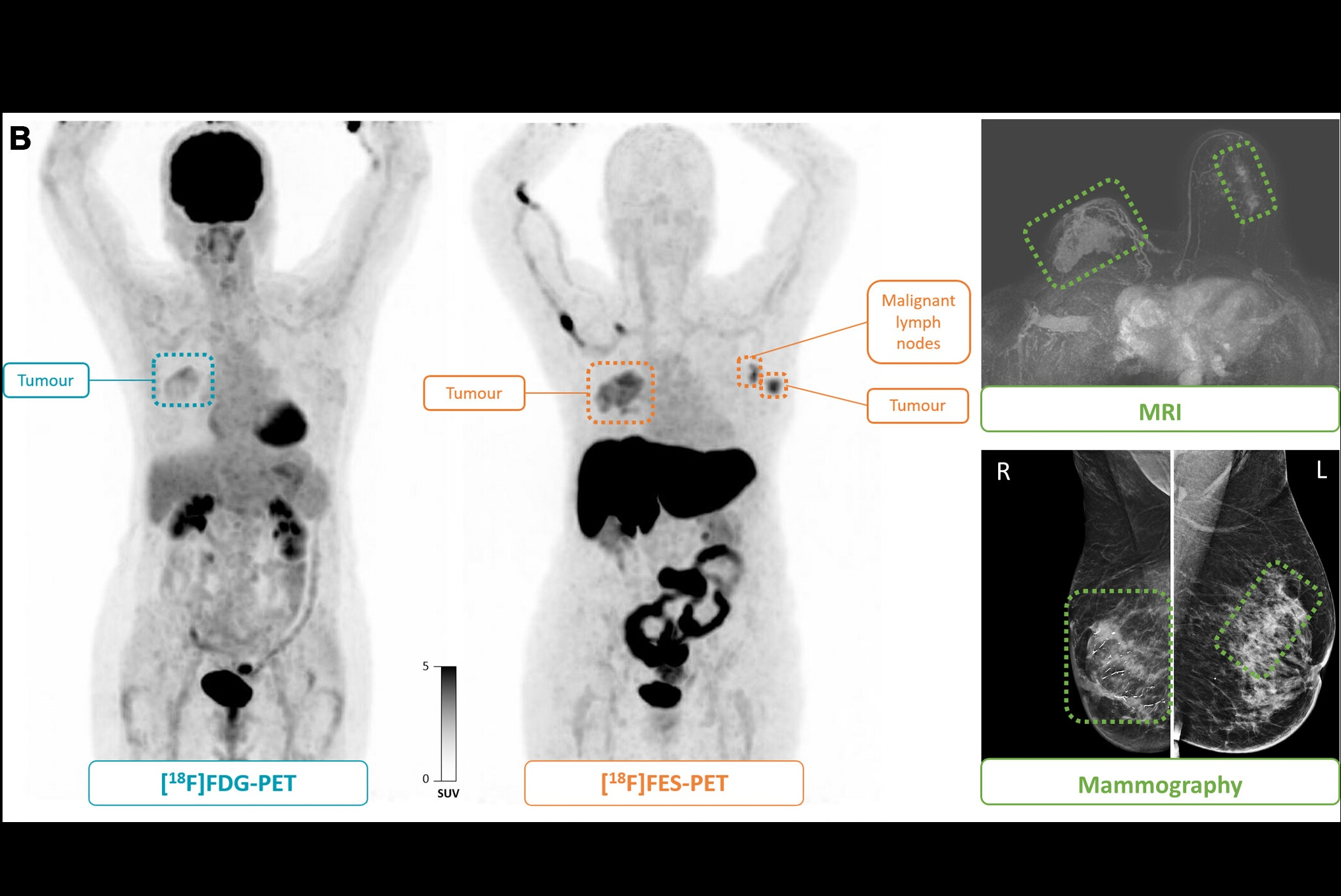 Fes Pet2 Thumbnail 67c7756001836