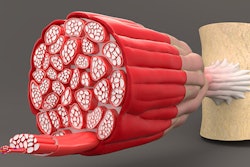 Muscle Anatomy 400