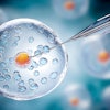Egg Needle In Vitro Fertilization Adobe Alona