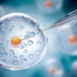 Egg Needle In Vitro Fertilization Adobe Alona