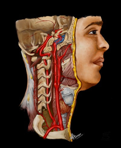 2026 01 05 Neck Cross Section