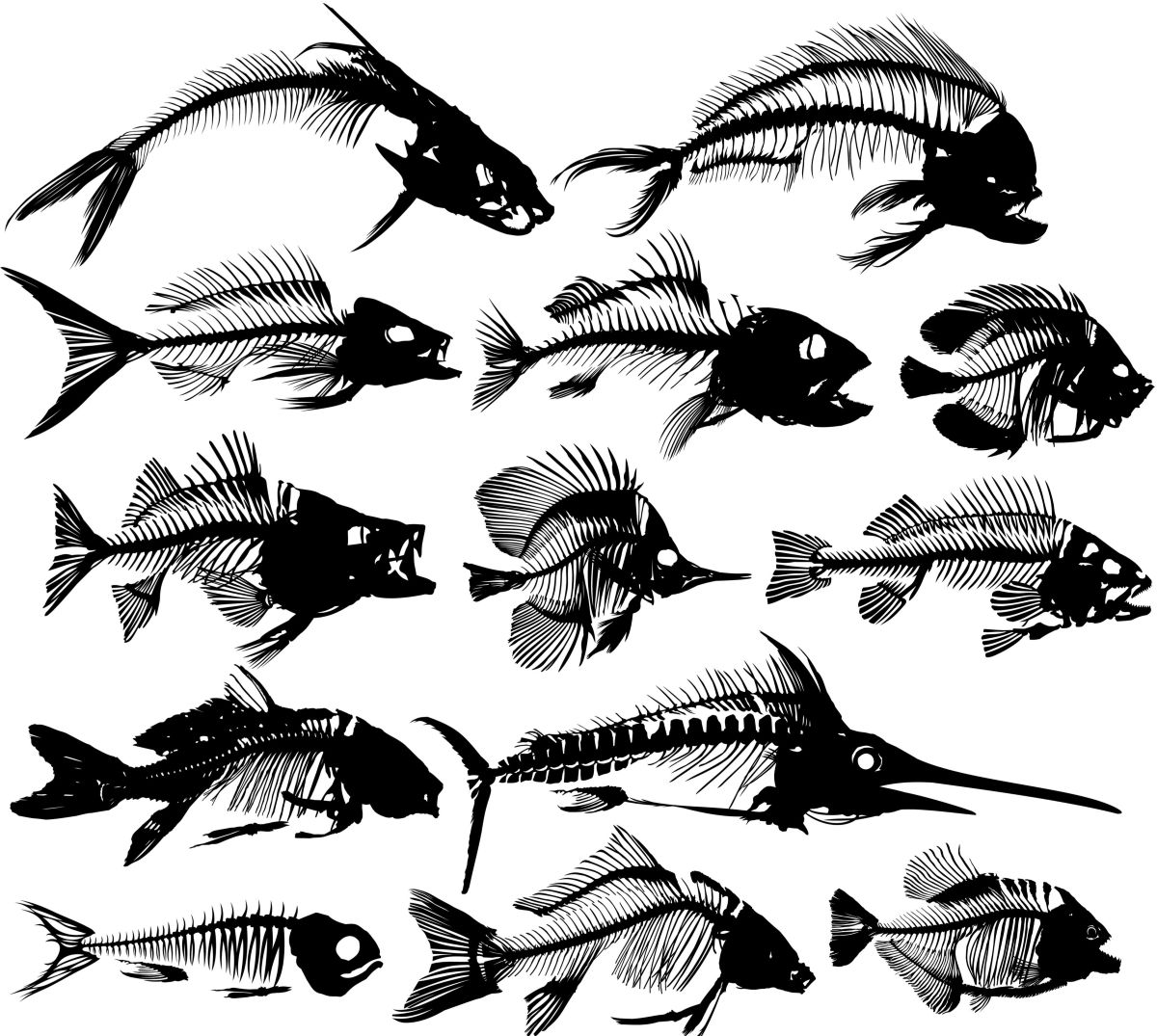 Fish Skeletons Sm