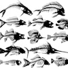 Fish Skeletons Sm