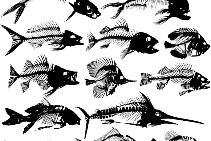Fish Skeletons Sm