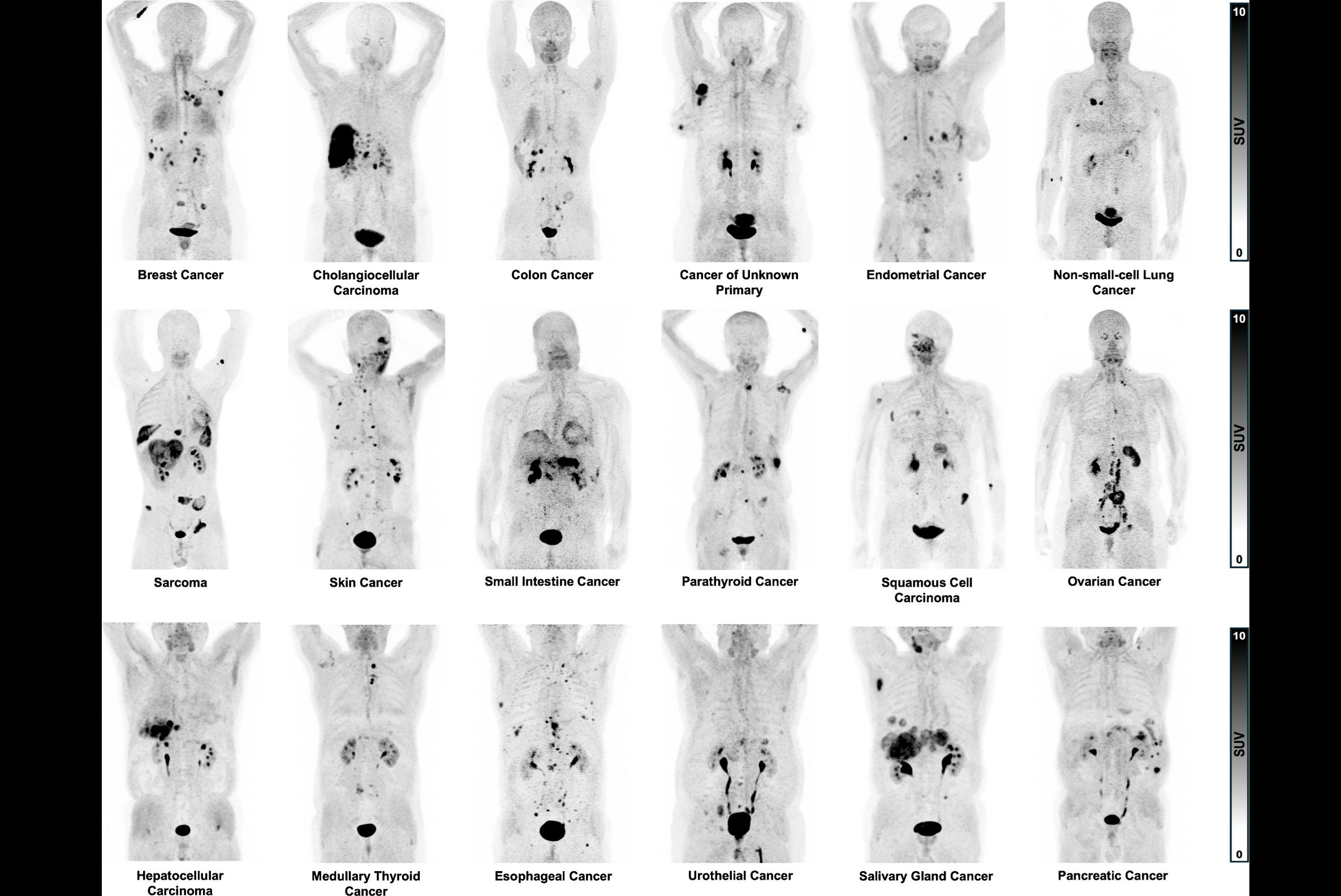 2026 03 23 Fapi Pet Thumbnail