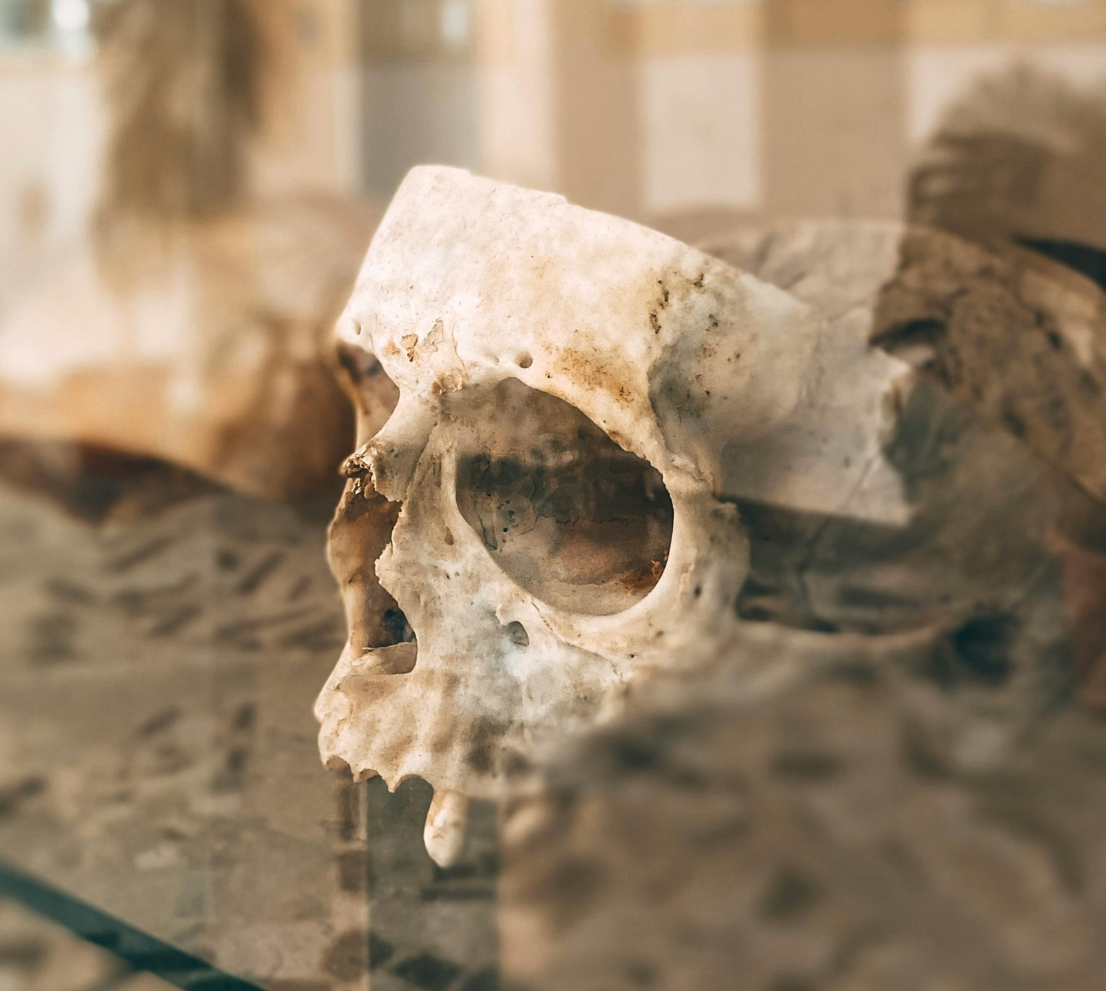 Skull Pexels Sarazhizmailov Thumbnail