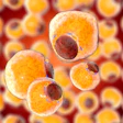 Fat Tissue