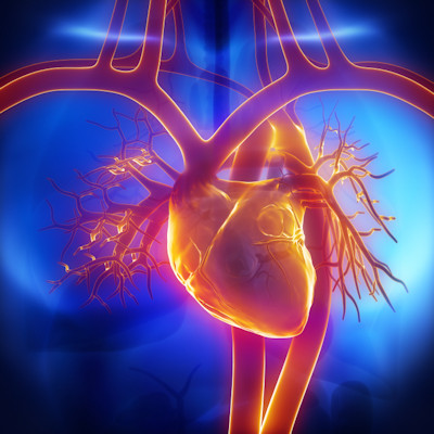Heart Pulmonary Trunk 400