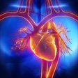 Heart Pulmonary Trunk 400