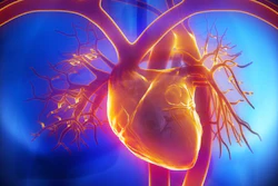Heart Pulmonary Trunk 400