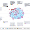 Overview of the hallmarks of cancer and the imaging modalitites that are being used to assess them.