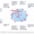 Overview of the hallmarks of cancer and the imaging modalitites that are being used to assess them.